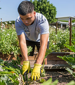 student pulling plants at Alma Backyard Farms