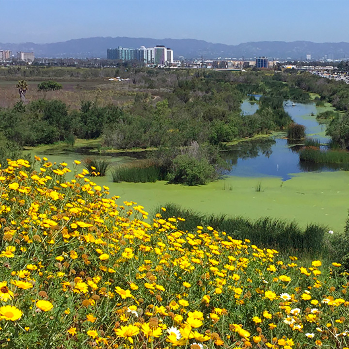 wetlands with yellow flowers, shrubs and water